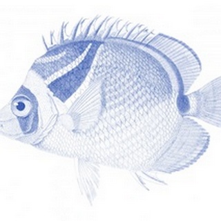 Blue & White Tropical Fish IV