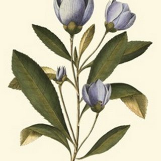 Lavender Floral IV