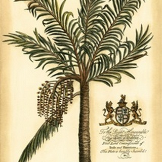 British Colonial Palm II