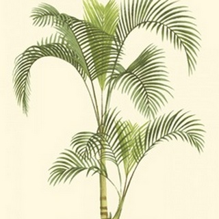 Coastal Palm IV