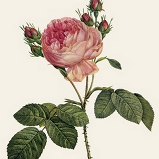Redoute's Rose I
