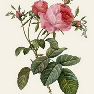 Redoute's Rose II