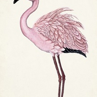 Striking Flamingo II