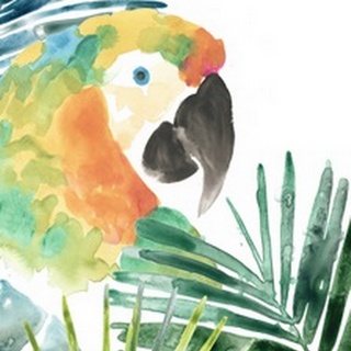 Tropical Bird Portrait Collection B