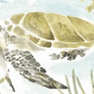 Watercolor Sea Turtle Study Collection D