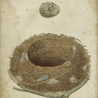 Bird's Nest Study I