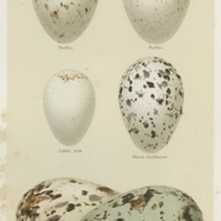 Antique Bird Egg Study II
