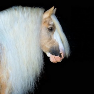 Equine Portrait VIII