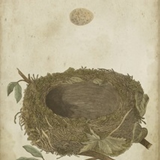 Bird's Nest Study II