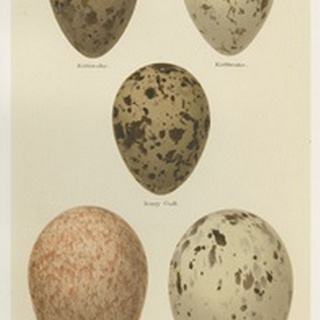 Antique Bird Egg Study IV