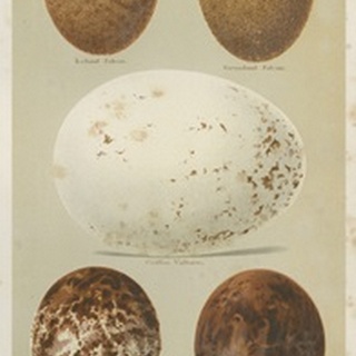 Antique Bird Egg Study III
