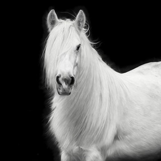 Equine Portrait V