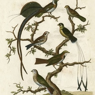 Ornithology I