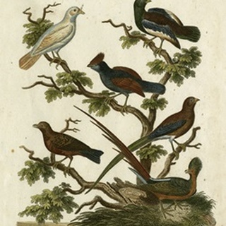 Ornithology II