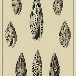 Shells on Khaki IV