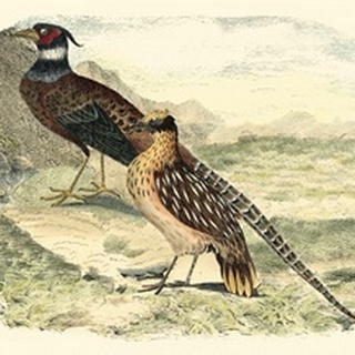 Pheasant Varieties IV