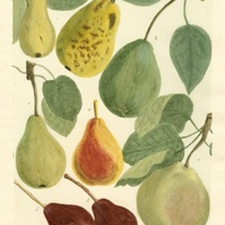 Plentiful Pears I