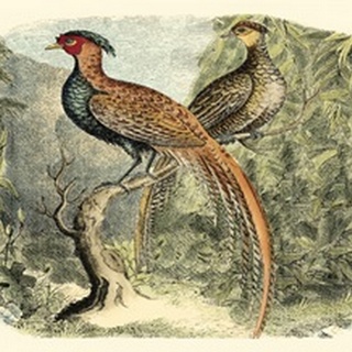 Pheasant Varieties II