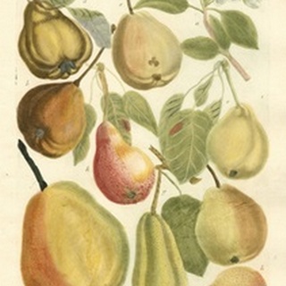 Plentiful Pears II