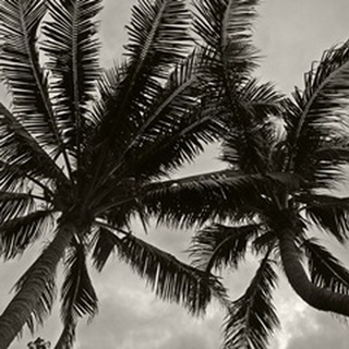 Palms at Night V