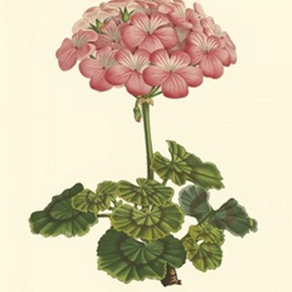 Pink Geranium III