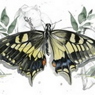 Watercolor Butterfly Collection D
