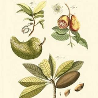 Small Bertuch Breadfruit