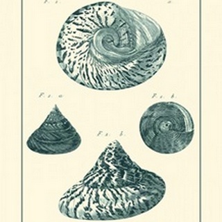 Shells in Aqua IV