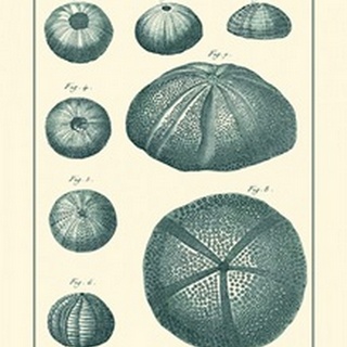 Shells in Aqua II