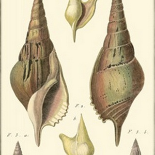 Rostellaire Shells, Pl. 411