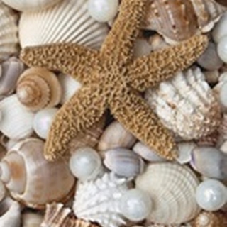 Shell Menagerie II