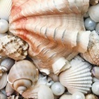 Shell Menagerie I