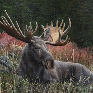 Recumbent Moose