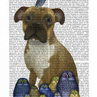 Boxer and Owls