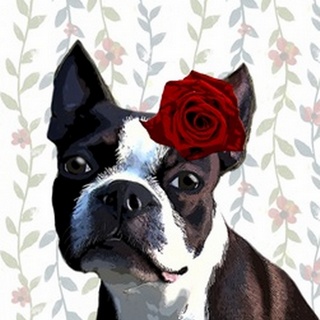 Boston Terrier with Rose on Head