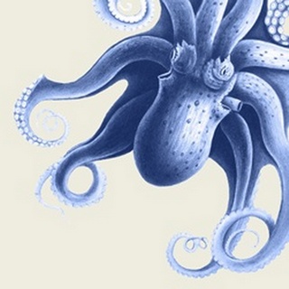 Blue Octopus on Cream f