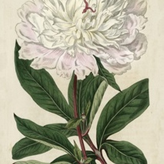 Imperial Floral I