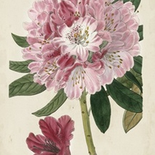 Imperial Floral III