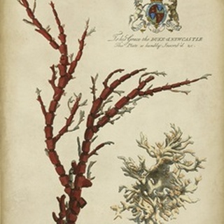 Imperial Coral I