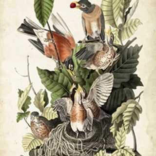 Audubon's American Robin