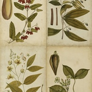 Botanical Montage I