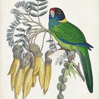 Tropical Bird and Flower II