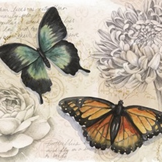 Shadow Box Butterfly Collection A