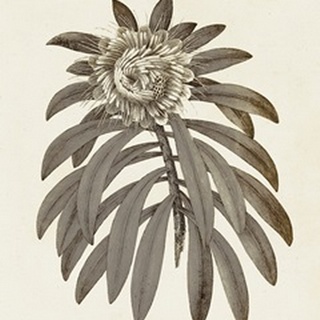 Sepia Botanicals VI