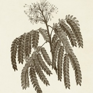 Sepia Botanicals V