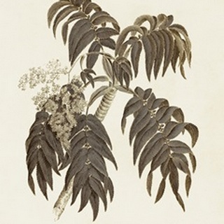 Sepia Botanicals III