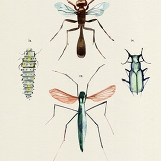 Insect Varieties III