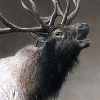 American Icon- Elk