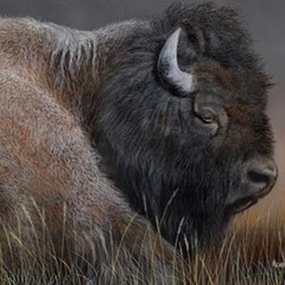 American Icon- Bison