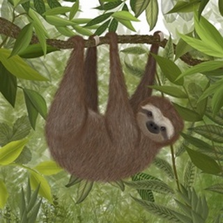 Sloth Hanging Around